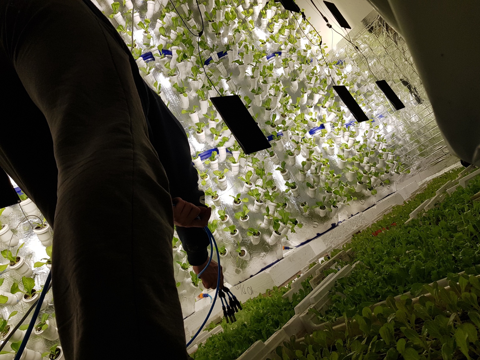 Day 6 — active commissioning, person inside grow room with cables, full tower array under LED light