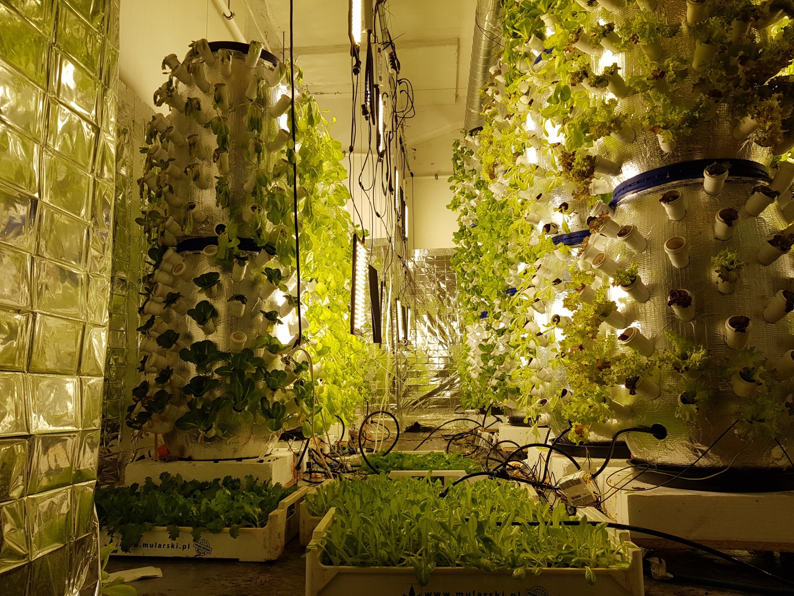 Day 21 — mature crop, full LED-lit grow room with mature lettuce towers and nursery seedling trays